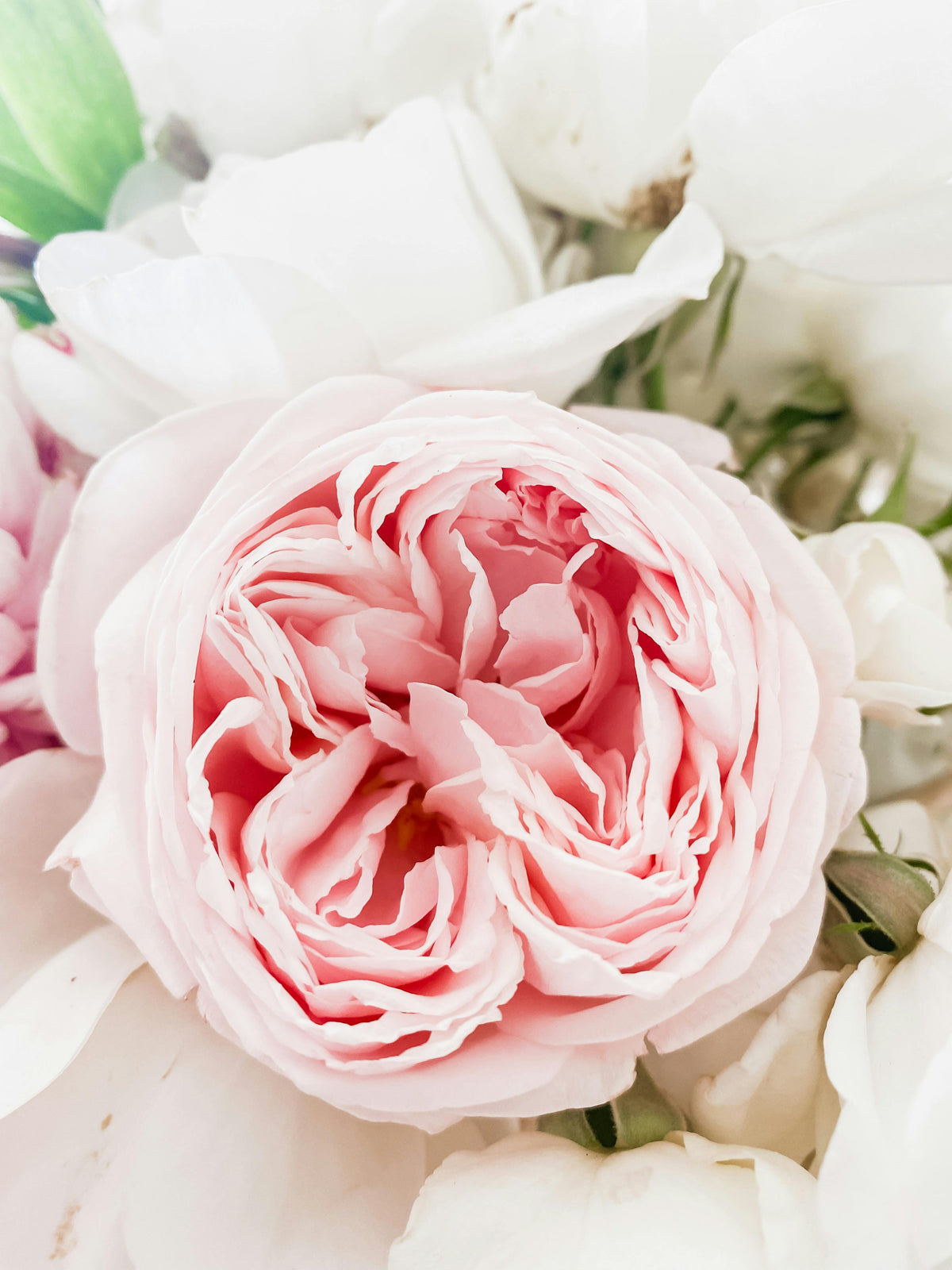 https://www.floresflowers.sk/collections/vencove-kvety-1 – Stránka 10 ...