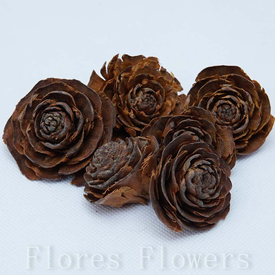 Sušina, šišky ploché 3cm