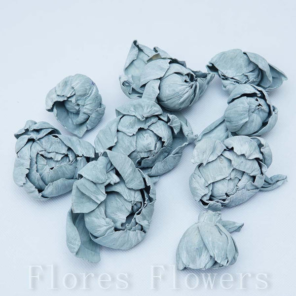 Sušina pivónia 8 cm