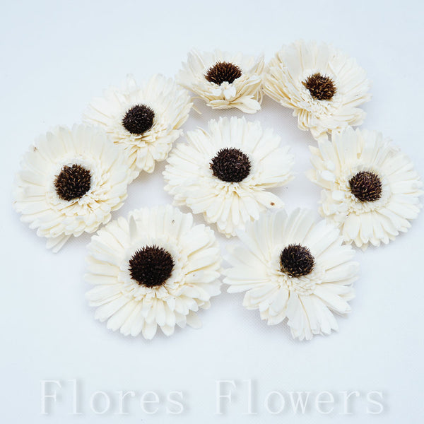 Sušina gerbera 8 cm
