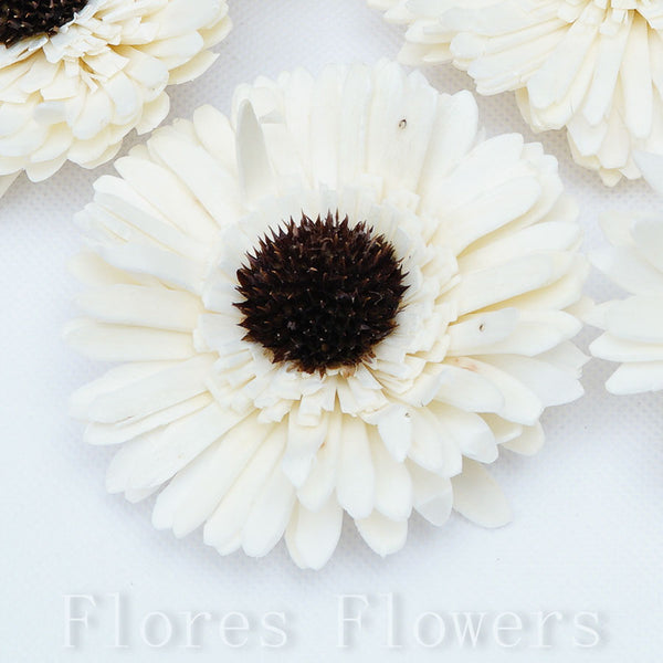 Sušina gerbera 8 cm