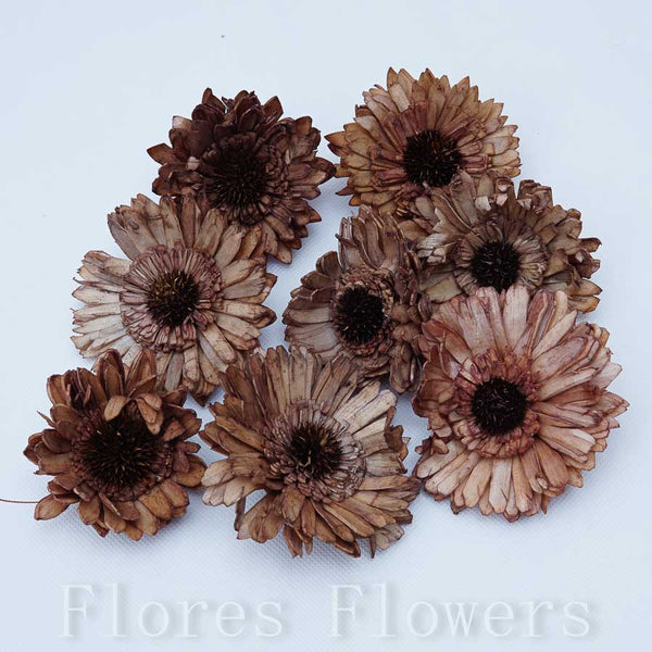 Sušina gerbera 8 cm