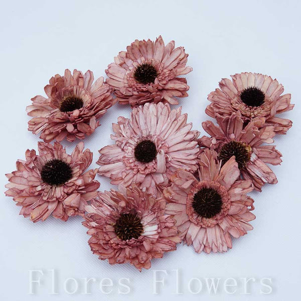 Sušina gerbera 8 cm