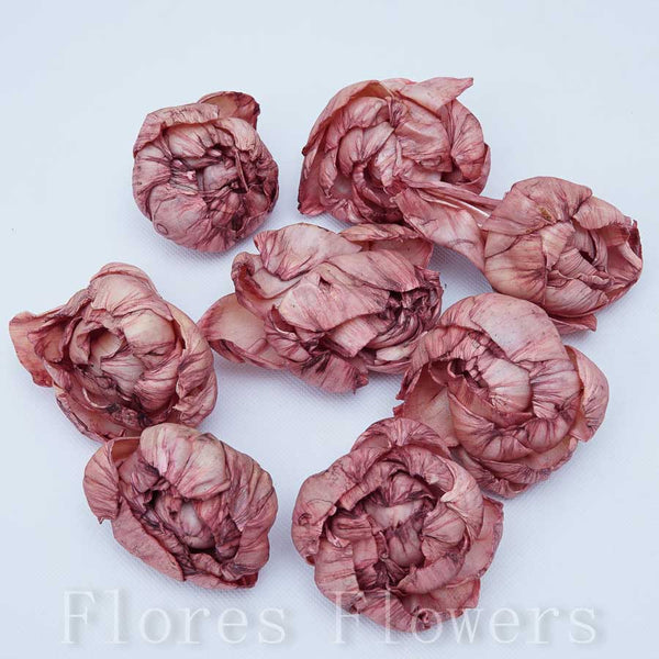 Sušina pivónia 8 cm