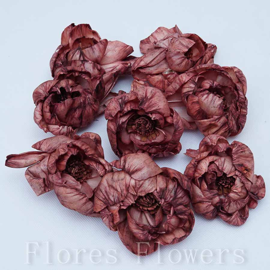 Sušina pivónia 8 cm