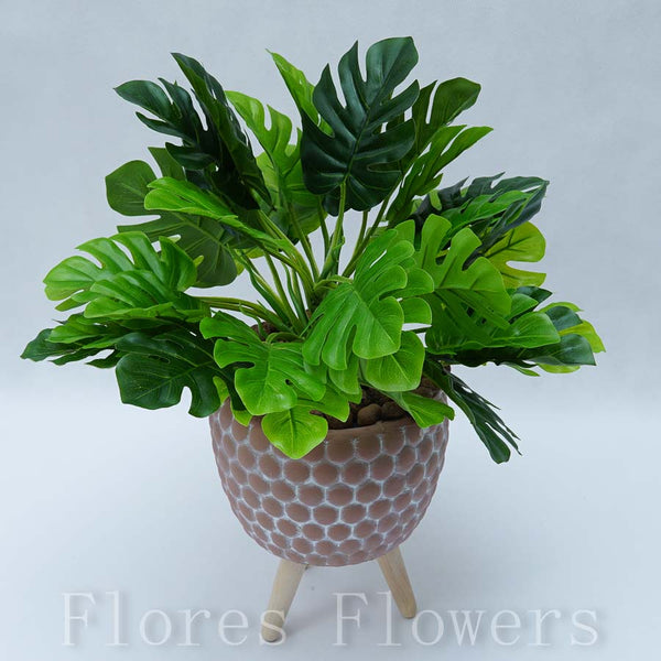Monstera v kvetináči, 35x30cm