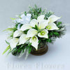 Ikebana zaťažená, kala, krémovo-zelená, 30x36x25cm