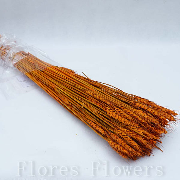 Sušina zväzok klasov, oranžová, 60cm