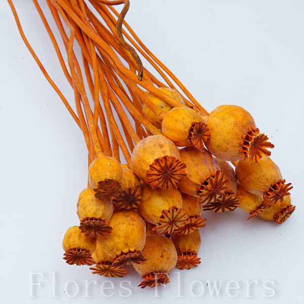Sušina zväzok makovíc, 50cm, oranžová