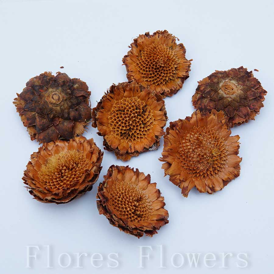 Sušina drevený kvet, 3-5cm