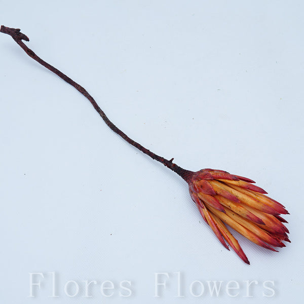 Sušina protea, 25-30cm