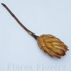 Sušina protea prírodná, 25-30cm