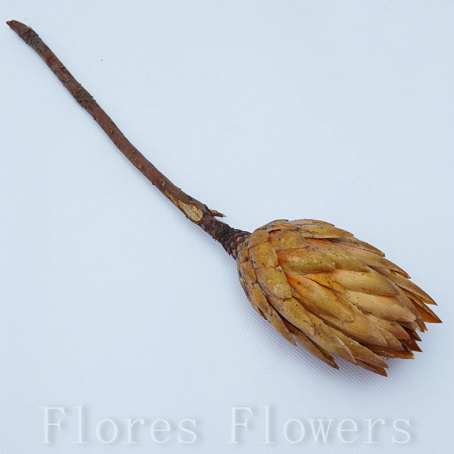Sušina protea prírodná, 25-30cm