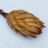Sušina protea prírodná, 25-30cm