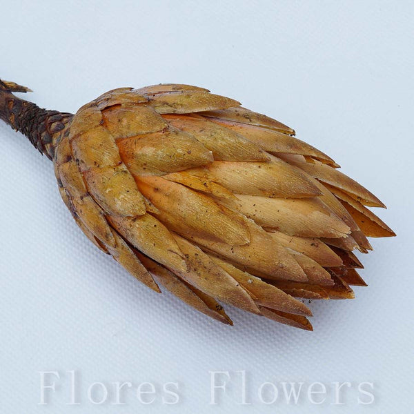 Sušina protea prírodná, 25-30cm
