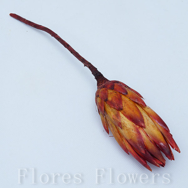 Sušina protea, 25-30cm