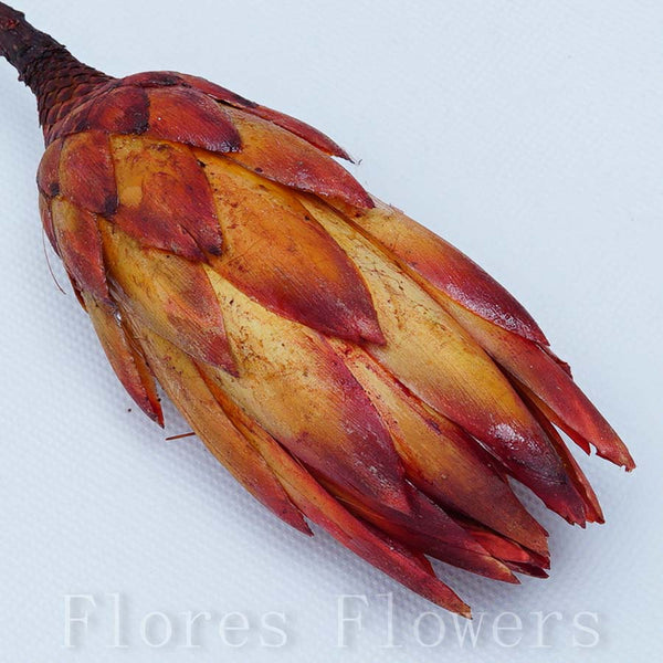 Sušina protea, 25-30cm