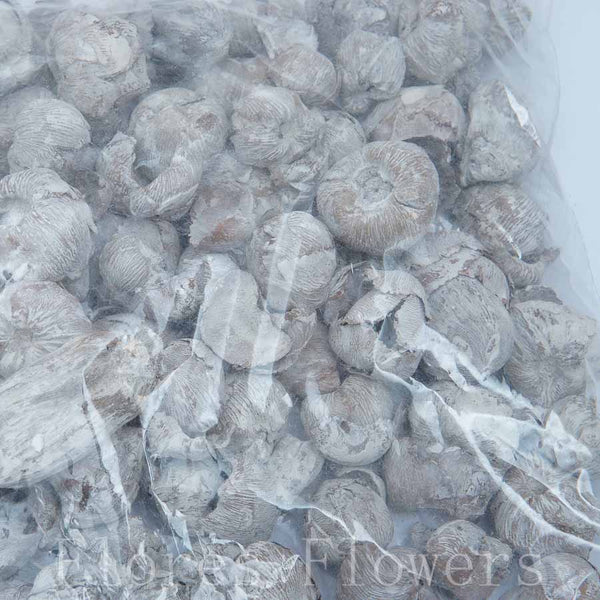 Sušina orech bielený, 300g.