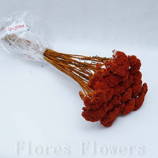 Sušina achilea, 60cm, oranžová