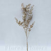 Eukalyptus 51 cm