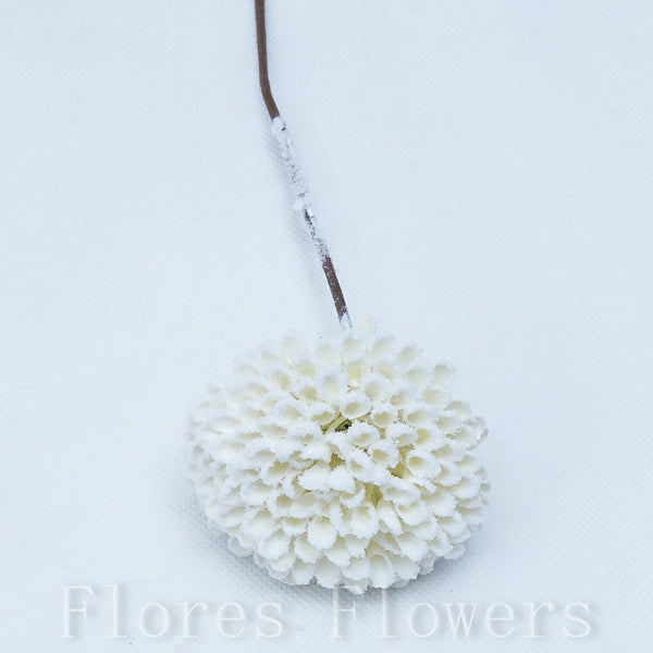 Sedum zapichovačka 19 cm