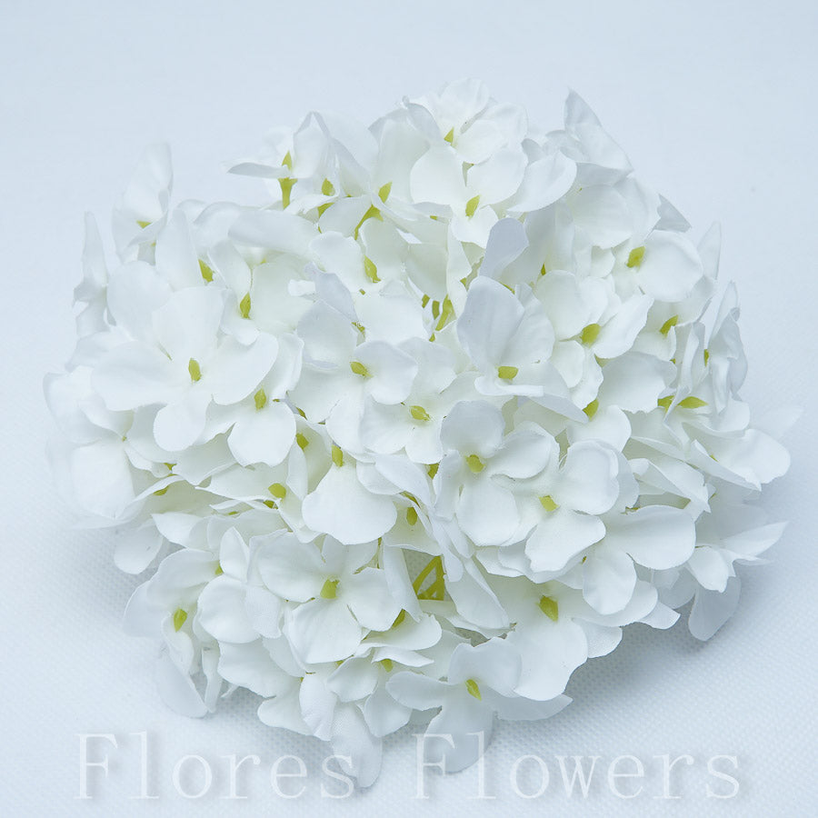 Hortenzia vencová, 15cm, krémová