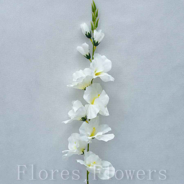 Gladiola krémová, 70cm