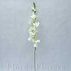Gladiola zelená, 70cm