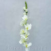 Gladiola zelená, 70cm