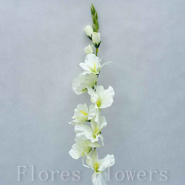 Gladiola zelená, 70cm