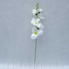 Gladiola krémová, 50cm
