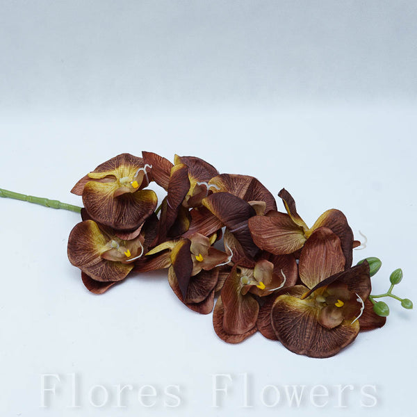 Orchidea hnedá, 90cm