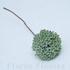 Sedum zapichovačka 15 cm