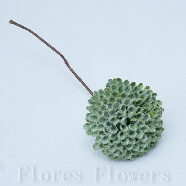 Sedum zapichovačka 15 cm