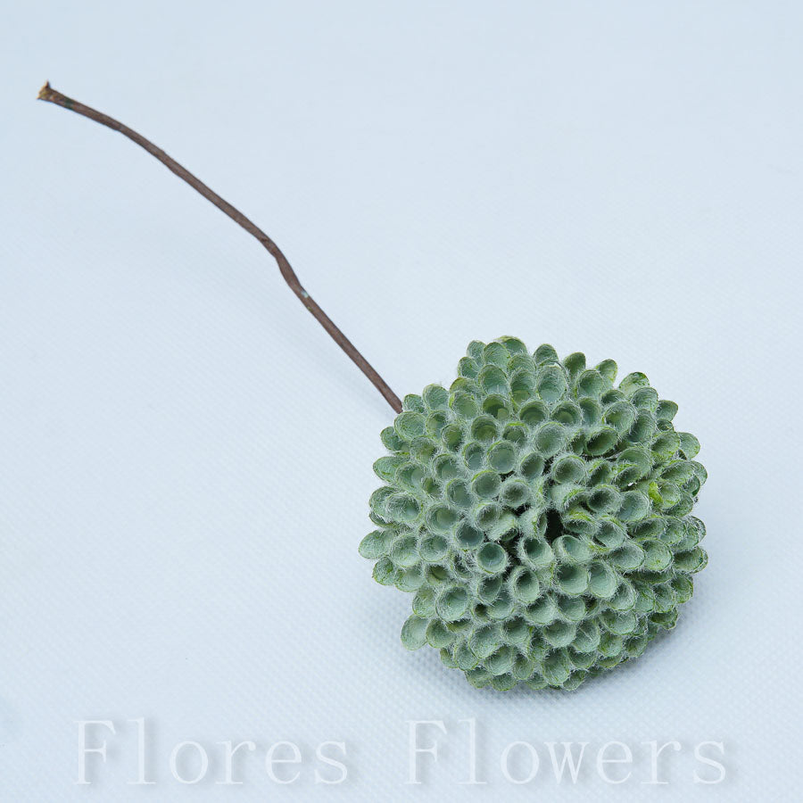 Sedum zapichovačka 15 cm