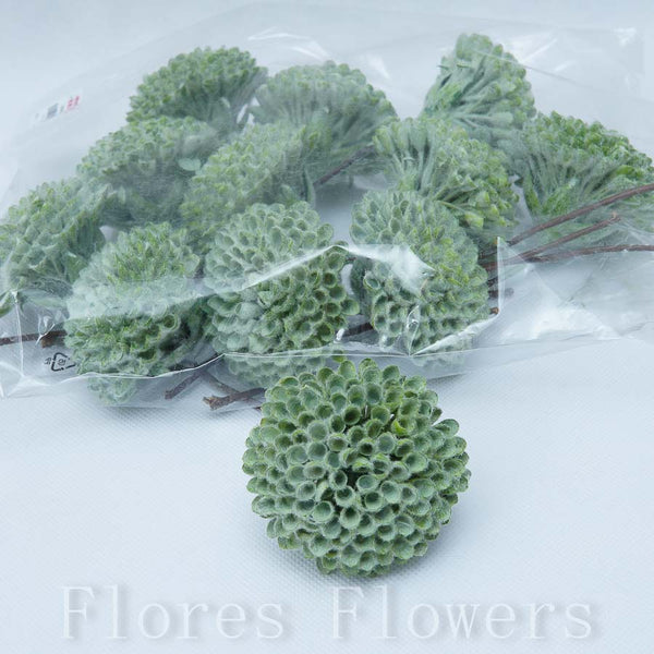 Sedum zapichovačka 15 cm