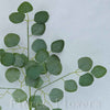 List eukalyptus, 50cm