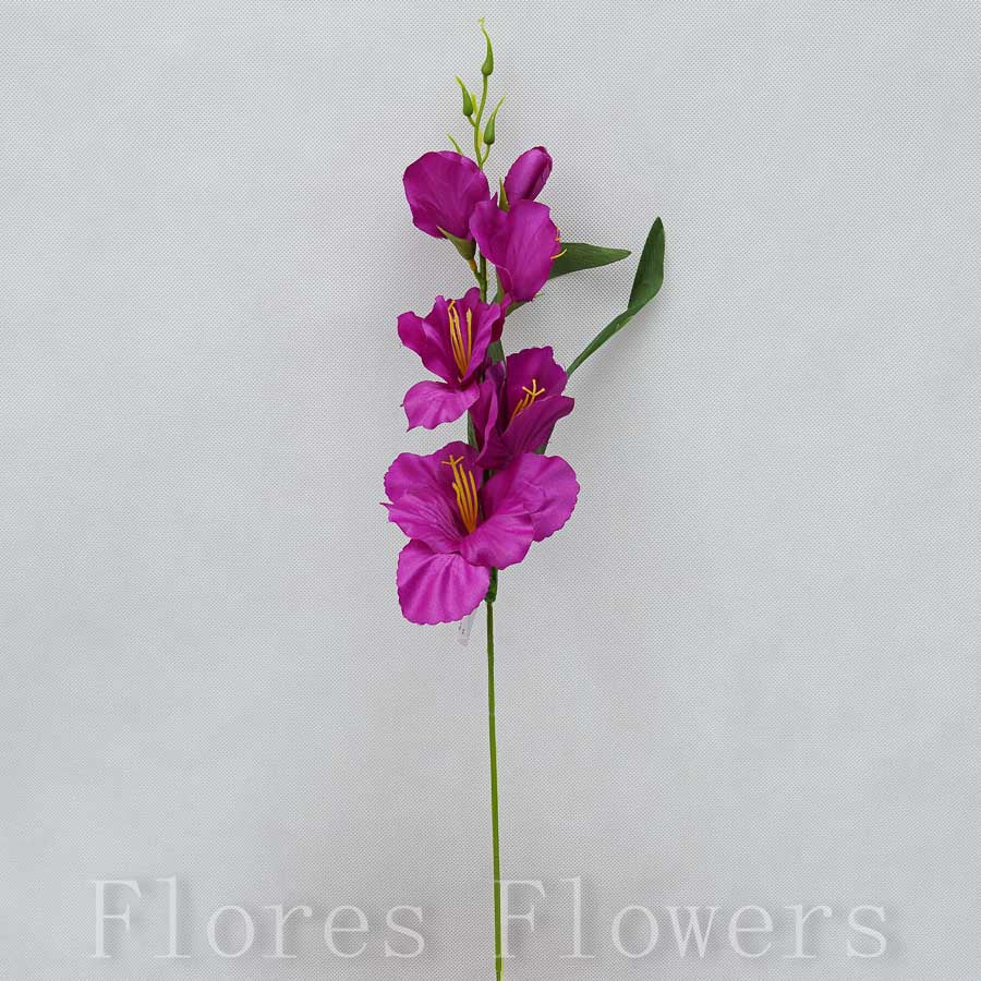 Gladiol 54 cm