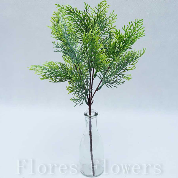 Tuja x5, 40cm