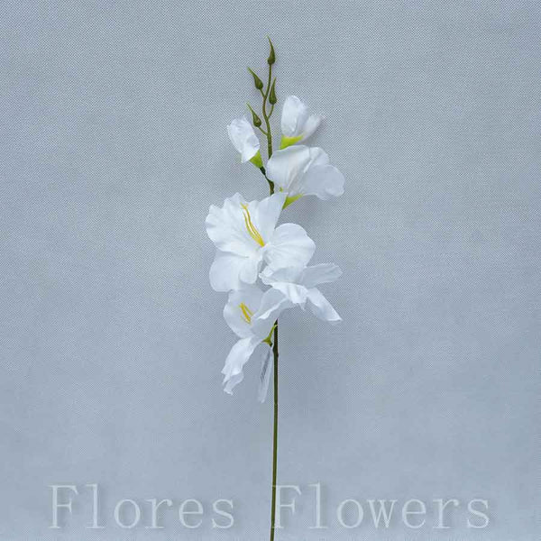 Gladiol biely, 50cm