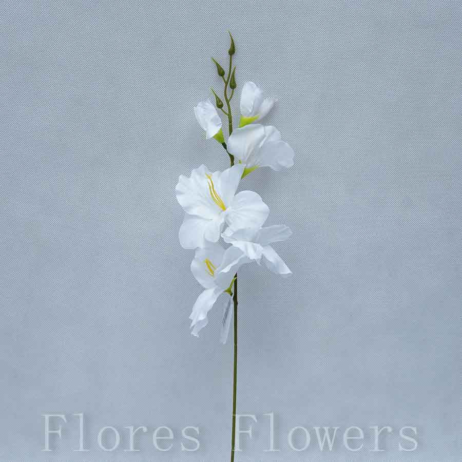 Gladiol biely, 50cm