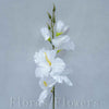 Gladiol biely, 50cm