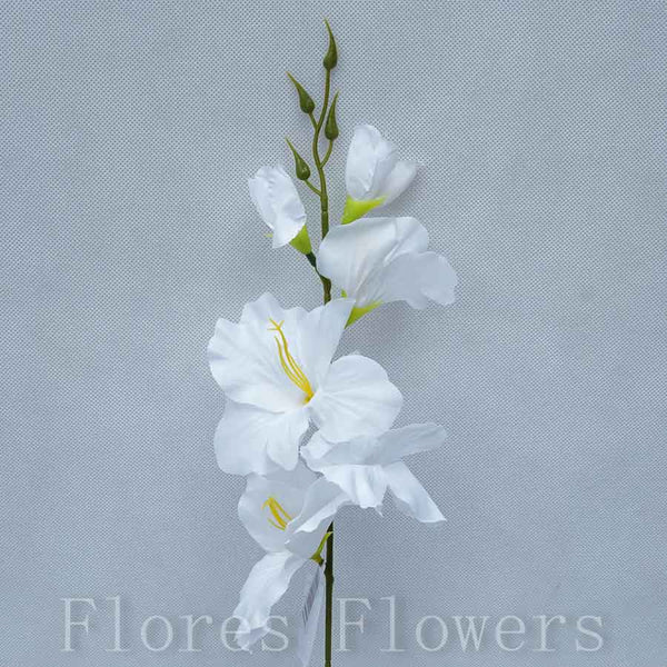 Gladiol biely, 50cm