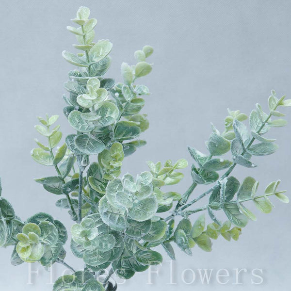 Trs eukalyptus 36 cm