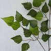 List breza x3, 55cm