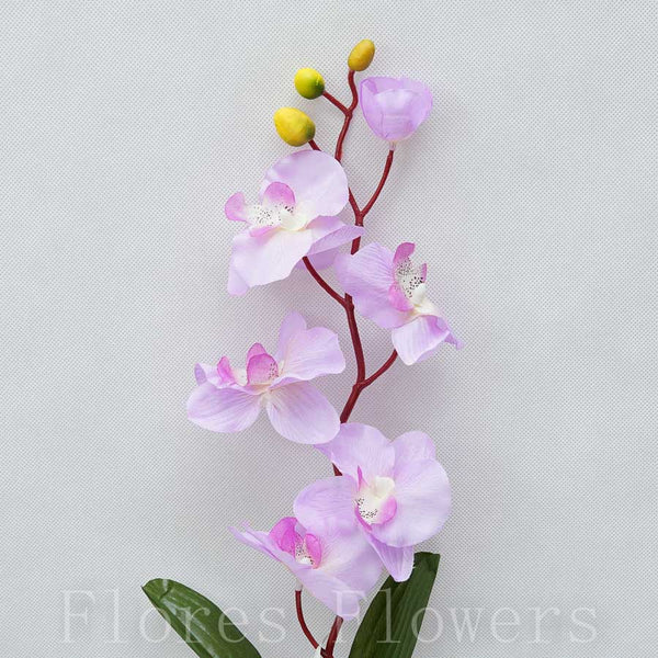 Orchidea 75cm