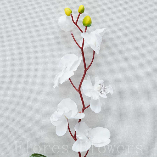 Orchidea 75cm