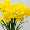 Kytica narcis 50 cm, ŽLTÁ