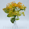 Trs protea 30 cm