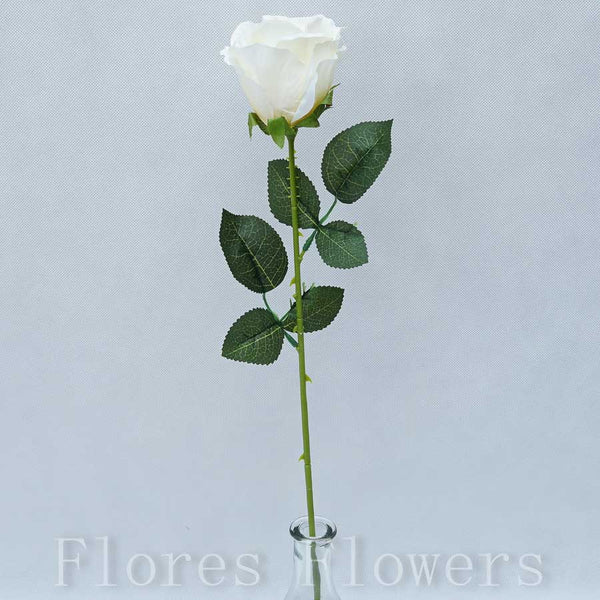 Ruža stopková krémová, 60cm